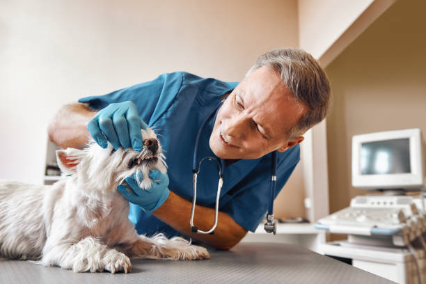 Best Broken or Chipped Tooth Repair in Hidden Valley, IN